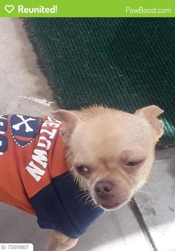 Reunited Male Dog last seen Levelside, Lakewood, CA 90712