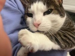 Lost Female Cat last seen Kirkland QC, Kirkland, QC H9J 2W7