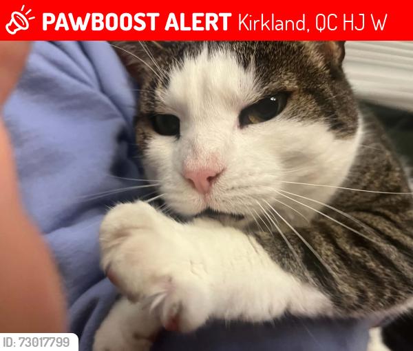 Lost Female Cat last seen Kirkland QC, Kirkland, QC H9J 2W7