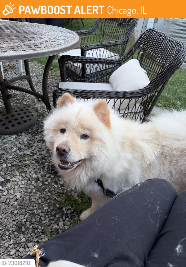 Found/Stray Male Dog last seen Irving Park Road and Central, Chicago, IL 60641