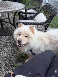 Found/Stray Male Dog last seen Irving Park Road and Central, Chicago, IL 60641