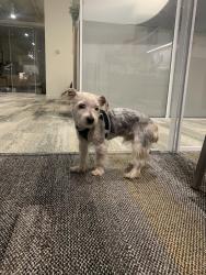 Found/Stray Male Dog last seen F Street NW, Washington, DC 20001