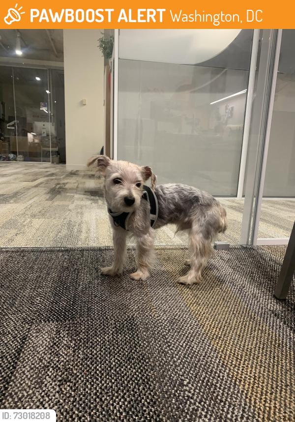 Found/Stray Male Dog last seen F Street NW, Washington, DC 20001