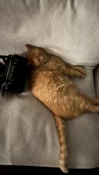 Lost Male Cat last seen Morris and Hansberry Streets, Philadelphia, PA 19144