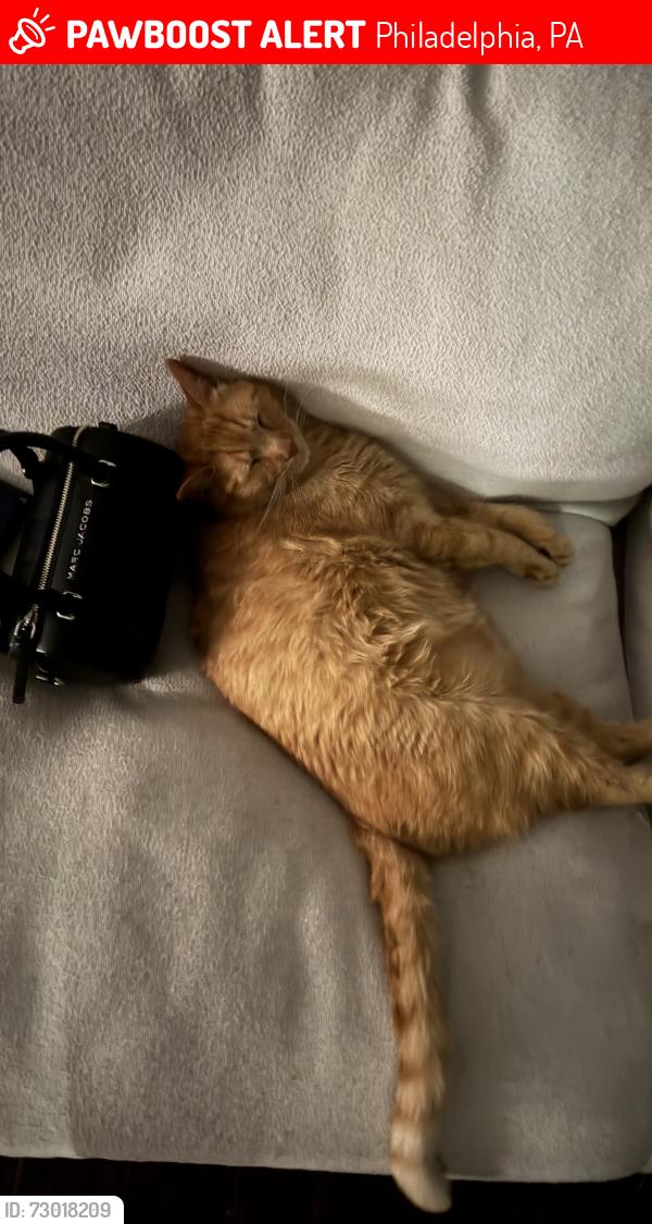Lost Male Cat last seen Morris and Hansberry Streets, Philadelphia, PA 19144