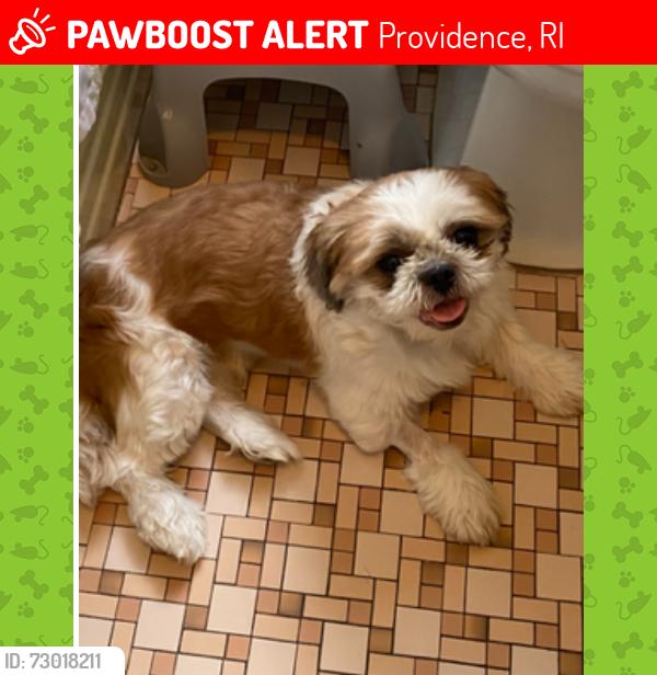 Lost Male Dog last seen Petteys Avenue and Lowell Avenue, Providence, RI 02909