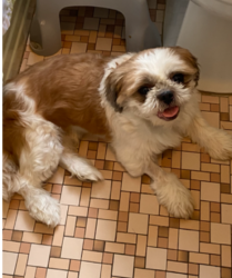 Lost Male Dog last seen Petteys Avenue and Lowell Avenue, Providence, RI 02909