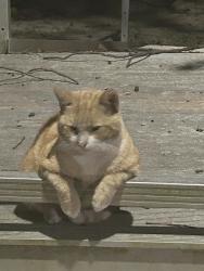 Lost Male Cat last seen Nash Street E and Atlantic Street E, Wilson, NC 27893