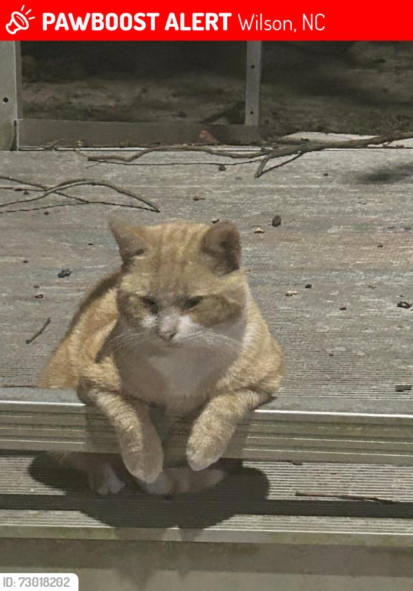 Lost Male Cat last seen Nash Street E and Atlantic Street E, Wilson, NC 27893