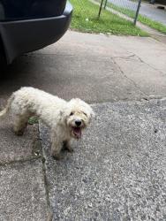 Found/Stray Female Dog last seen Eliston and Getwell, Memphis, TN 38106