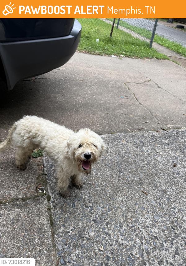 Found/Stray Female Dog last seen Eliston and Getwell, Memphis, TN 38106