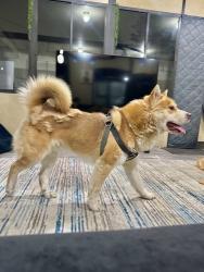 Reunited Male Dog last seen Oxnard, CA, USA, Oxnard, CA 93030
