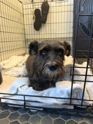 Reunited Female Dog last seen Deerfield Beach, FL, USA, Deerfield Beach, FL 33441