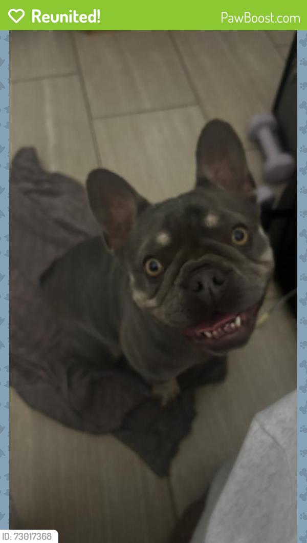 Reunited Female Dog last seen Hawthorne Blvd Torrance California , Torrance, CA 90504