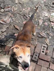 Reunited Male Dog last seen Larchwood RD SW, Atlanta, GA 30310
