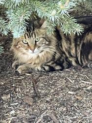 Reunited Unknown Cat last seen University and Wildcat Reserve, Highlands Ranch, CO 80130