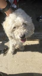 Found/Stray Male Dog last seen Argonauts st & Sandoval st, Stockton, CA 95206