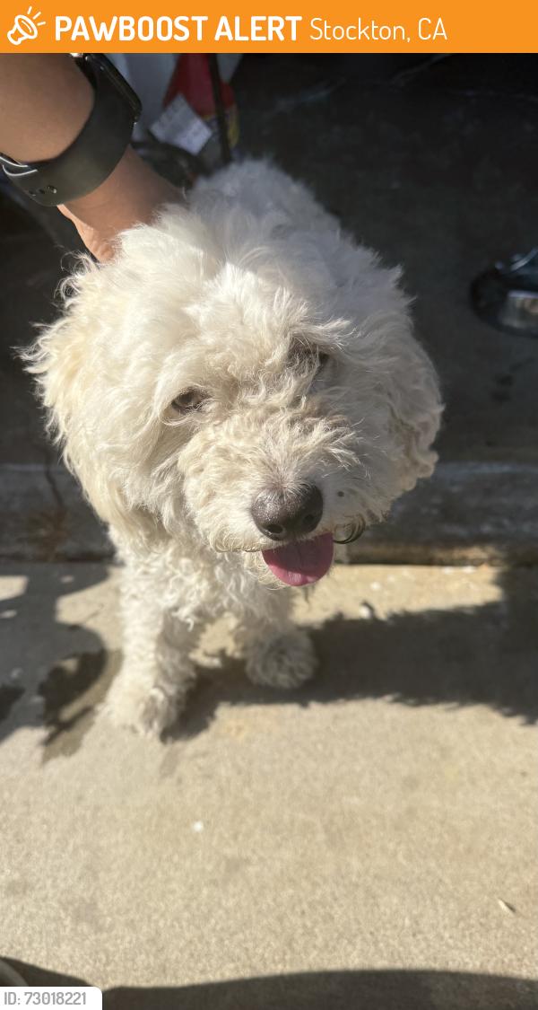 Found/Stray Male Dog last seen Argonauts st & Sandoval st, Stockton, CA 95206