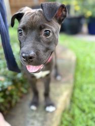 Found/Stray Female Dog last seen Skillman, Vanderbilt… by Tietza park, Dallas, TX 75206