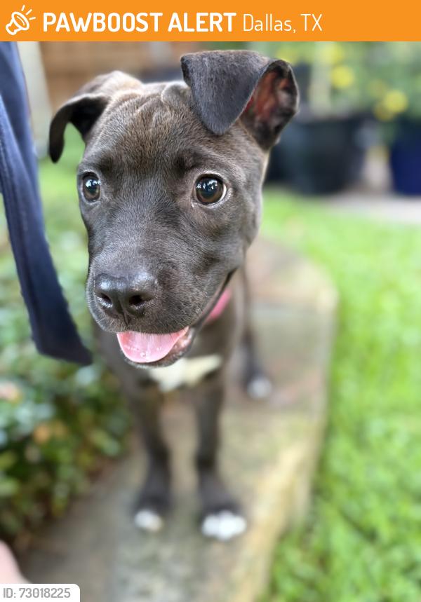 Found/Stray Female Dog last seen Skillman, Vanderbilt… by Tietza park, Dallas, TX 75206