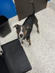 Shelter Stray Female Dog last seen Near Martin Luther King Jr Dr SW, Atlanta, GA, 1251 Fulton Industrial Blvd NW, Atlanta, GA 30336, USA