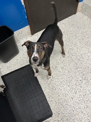 Shelter Stray Female Dog last seen Near Martin Luther King Jr Dr SW, Atlanta, GA, 1251 Fulton Industrial Blvd NW, Atlanta, GA 30336, USA
