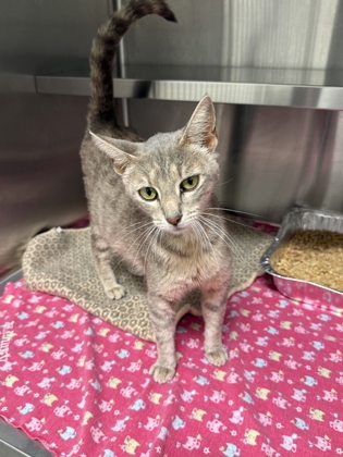 Shelter Stray Female Cat last seen Near Piedmont Ave NE, Atlanta, GA, 1251 Fulton Industrial Blvd NW, Atlanta, GA 30336, USA