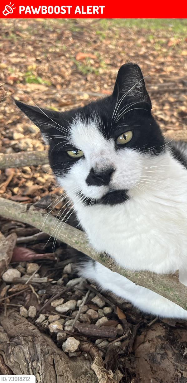 Lost Male Cat last seen SW 316 Street and 201 Ave, Miami-Dade County, FL 33033