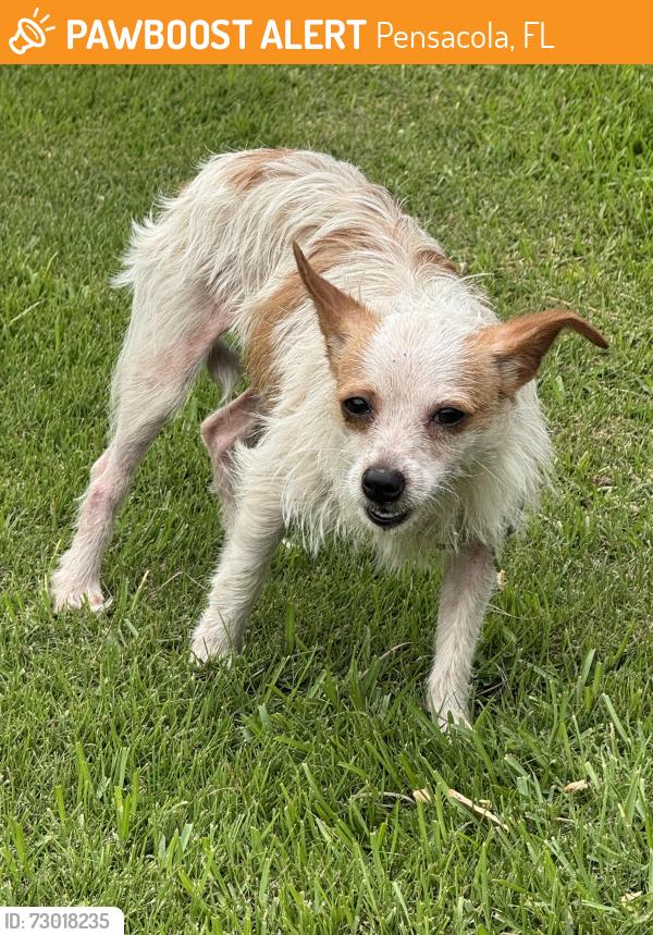 Found/Stray Female Dog last seen W st and Hunter, Pensacola, FL 32505
