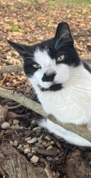 Lost Male Cat last seen SW 316 Street and 201 Ave, Miami-Dade County, FL 33033