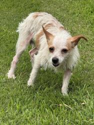 Found/Stray Female Dog last seen W st and Hunter, Pensacola, FL 32505