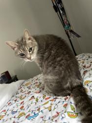 Lost Female Cat last seen Near Dwight St and the surrounding neighborhood, including the hse with the Legs statue, Halifax, MA 02338