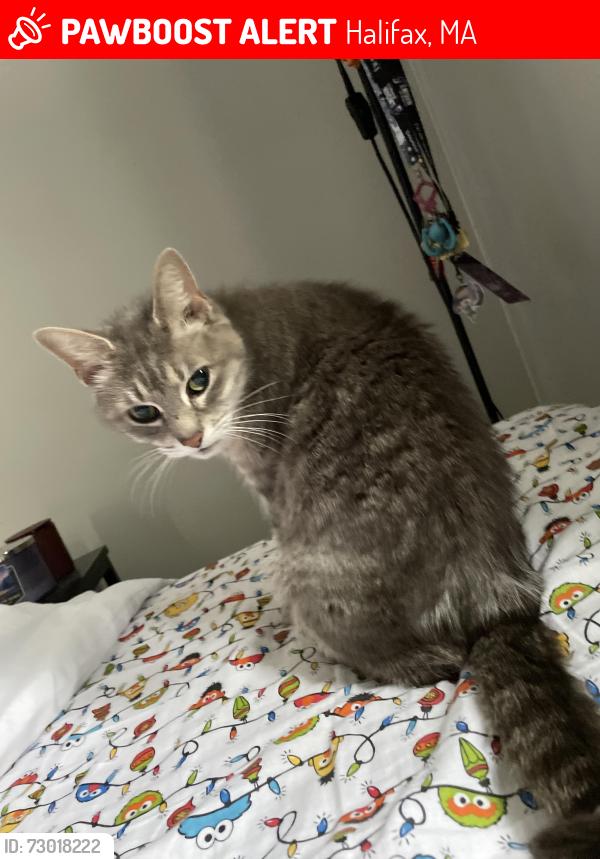 Lost Female Cat last seen Near Dwight St and the surrounding neighborhood, including the hse with the Legs statue, Halifax, MA 02338