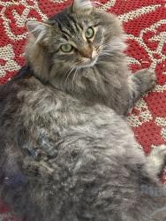 Lost Male Cat last seen Rng rd 220 twp 521, Strathcona County, AB T8E 1C1