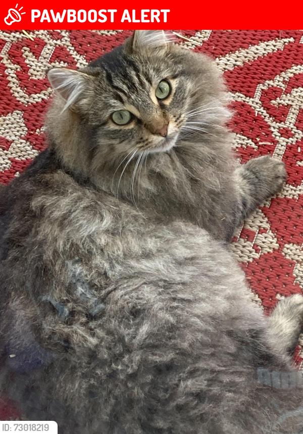 Lost Male Cat last seen Rng rd 220 twp 521, Strathcona County, AB T8E 1C1