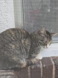 Found/Stray Unknown Cat last seen 27th & knox ave n, Minneapolis, MN 55412