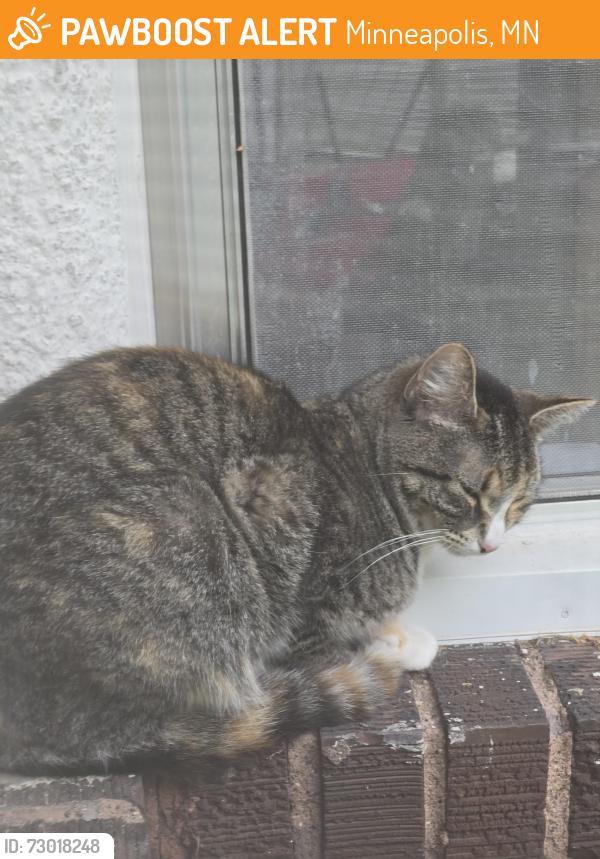 Found/Stray Unknown Cat last seen 27th & knox ave n, Minneapolis, MN 55412
