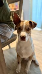 Lost Male Dog last seen Powell Elementary School, San Antonio, TX 78238