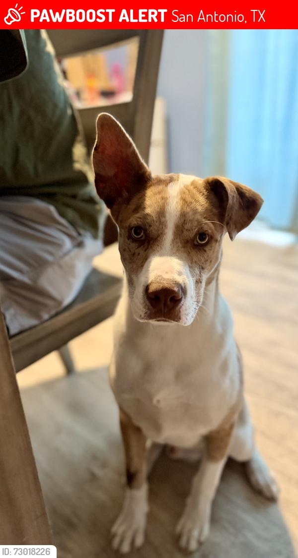 Lost Male Dog last seen Powell Elementary School, San Antonio, TX 78238
