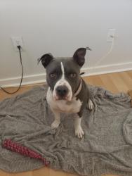 Reunited Female Dog last seen E Shea Bld Scottdale, AZ 85259, Scottsdale, AZ 85253