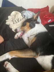 Lost Male Dog last seen Unknown, Volcano, HI 96785