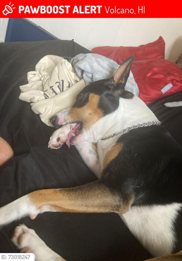 Lost Male Dog last seen Unknown, Volcano, HI 96785