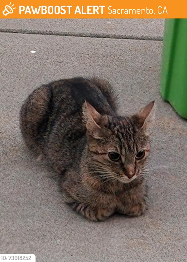 Found/Stray Female Cat last seen Riverside , Sacramento, CA 95817