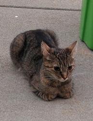 Found/Stray Female Cat last seen Riverside , Sacramento, CA 95817