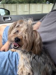 Found/Stray Female Dog last seen the mailboxes , Round Rock, TX 78665