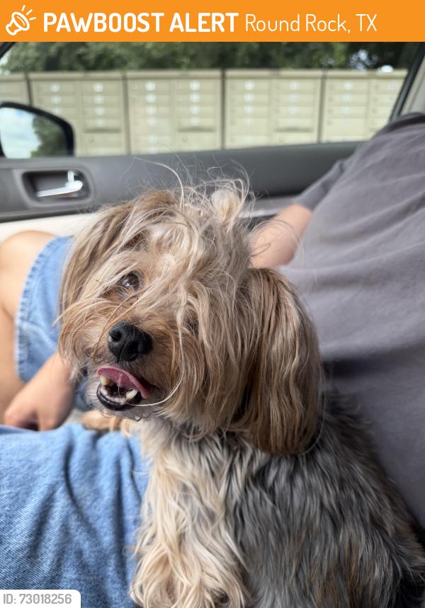 Found/Stray Female Dog last seen the mailboxes , Round Rock, TX 78665