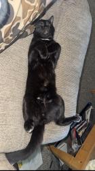 Lost Male Cat last seen Spotswood furnace Road, Fredericksburg, VA 22407