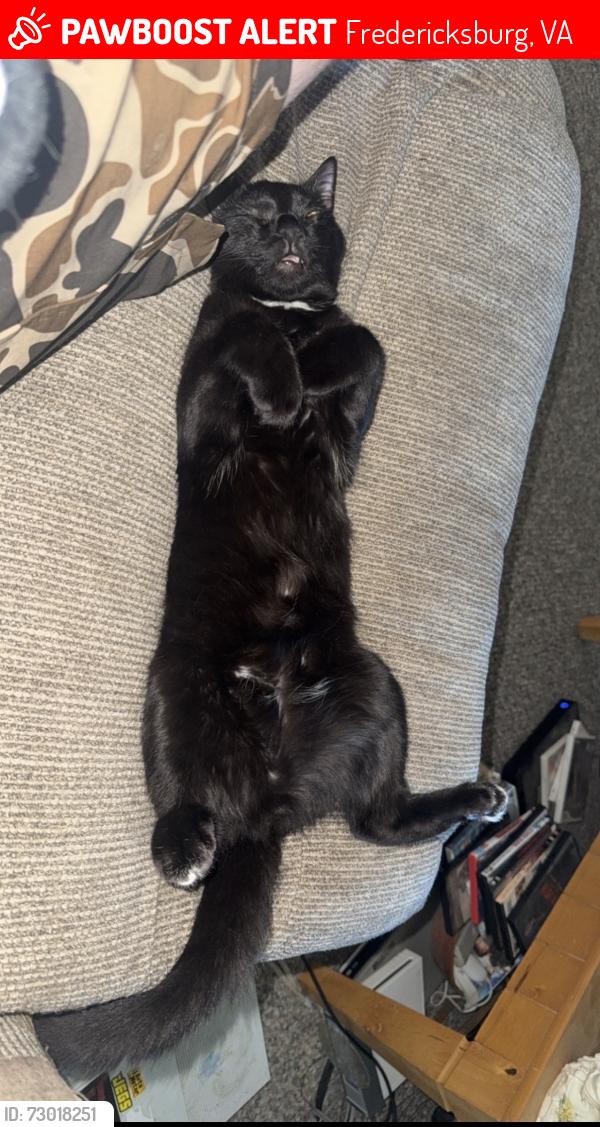 Lost Male Cat last seen Spotswood furnace Road, Fredericksburg, VA 22407