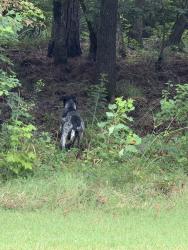 Found/Stray Unknown Dog last seen Grand central, Conroe, TX 77304