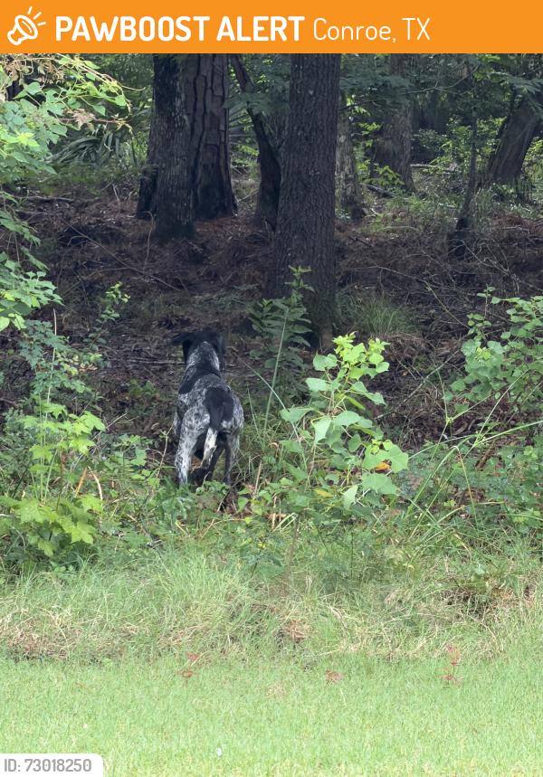 Found/Stray Unknown Dog last seen Grand central, Conroe, TX 77304